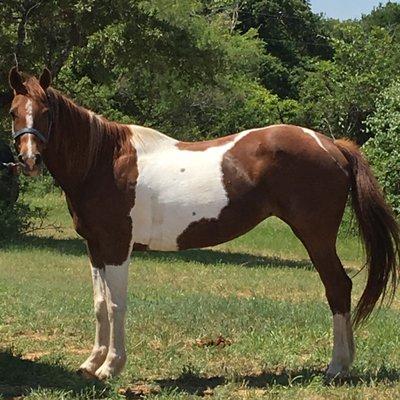 Silver Spurs Horseback Riding School