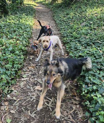 Yippee Skippee Dog Walks