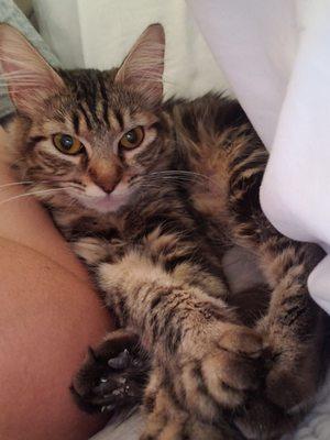 Cats about Town Society