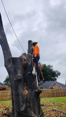Raptor Tree Service