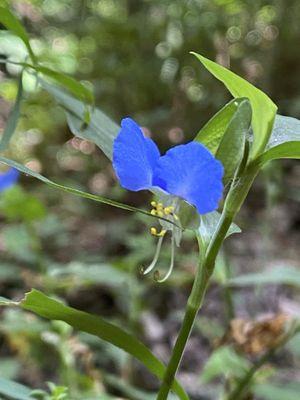 Chestnut Grove Natural Area