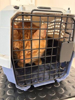 Avondale Animal Hospital