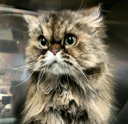 Sycamore Animal Hospital