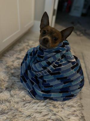 Durango Animal Hospital