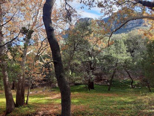 Michaela Lewis - ERA Four Feathers Realty