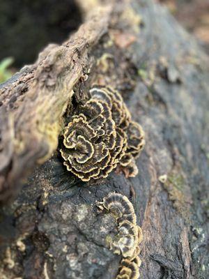 Great Swamp Outdoor Education Center