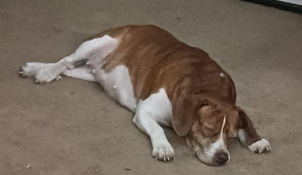 This is my baby girl of 10 yrs . old. Her name is Zumma, she absolutely loves Dr. Lyndsay and Tech Latoya. Will never go to anywhere else