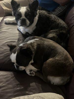 Porters Neck Pawville