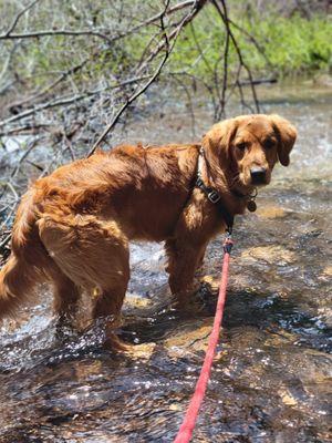 Wendy RobinsonTahoe - Integrative Veterinary Care