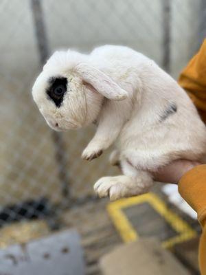 Name: Brooks
Gender: Female Adult
For Sale If Wanted ($60)
Parents: Unknown