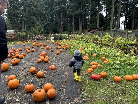 Fairbank Animal Farm