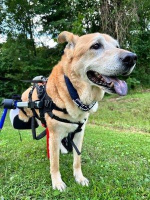 Animal Cardiology of Alabama