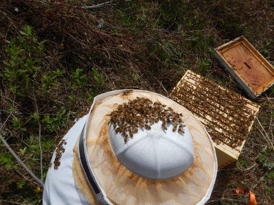 Bee and Wasp Removal Service