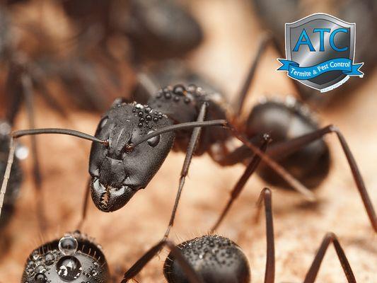 close up of a carpenter ant
