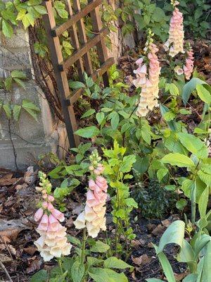 Foxglove bought from Windy City Gardening this spring.