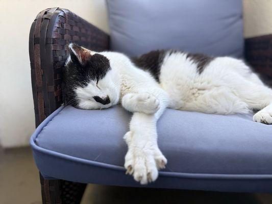 Animal Magnetism Pet Professionals