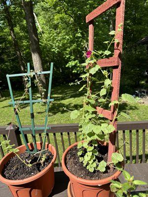 Starview Greenhouses