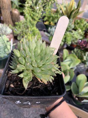 Mill Creek Greenhouses