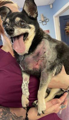 4 Paws Veterinary Hospital