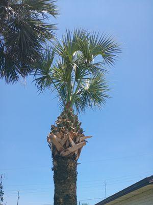 Jay's All Gas No Brakes Tree Service