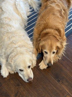 The Dapper Dog Parlor Mobile Grooming