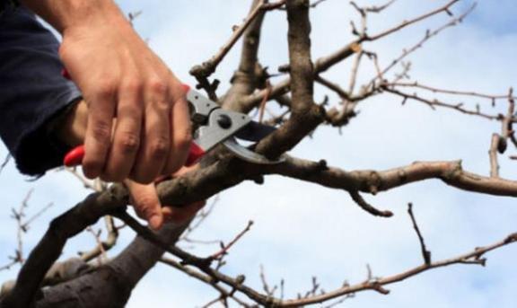 Vasquez Tree Service & Landscaping