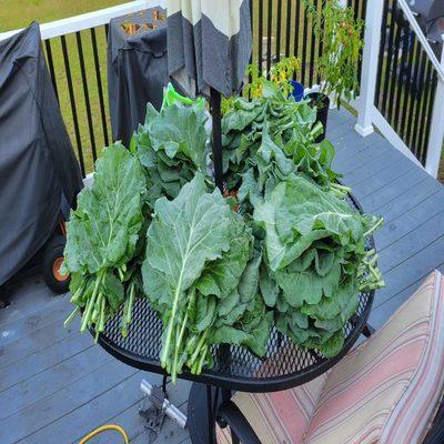 Sandman Tree Service & Construction