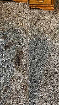 McGeorge Brothers Chem-Dry Carpet Cleaning