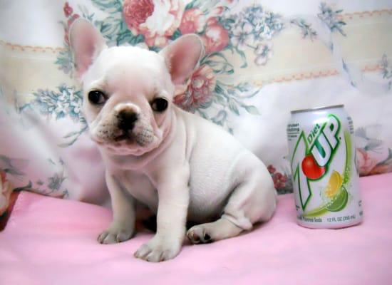 Umpqua Valley Kennels French Bulldogs