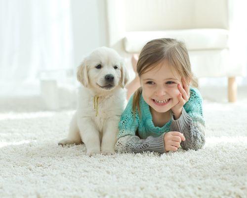 Safe-Dry Carpet Cleaning of Greensboro