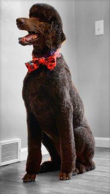 Greater Rochester Grooming