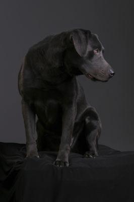 KC-K9 Academy Dog Training