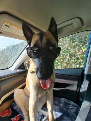 This is my service dog