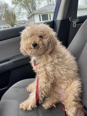 Sassy's Professional Pet Grooming