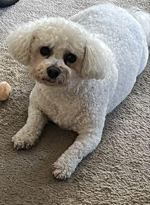 This is my little chubby Shirokichi. He received Five -Star rated grooming from Shaneeka two Saturdays ago.