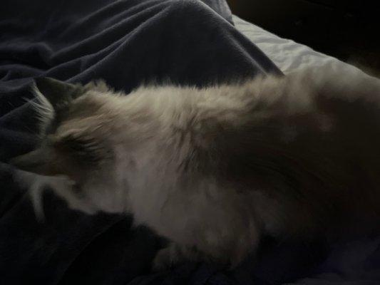 Brevard County Animal Services and Enforcement