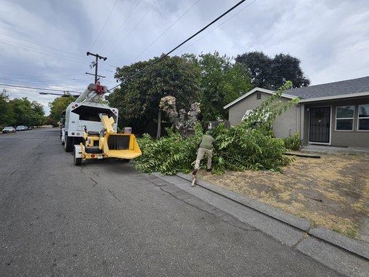 Springer Landscaping