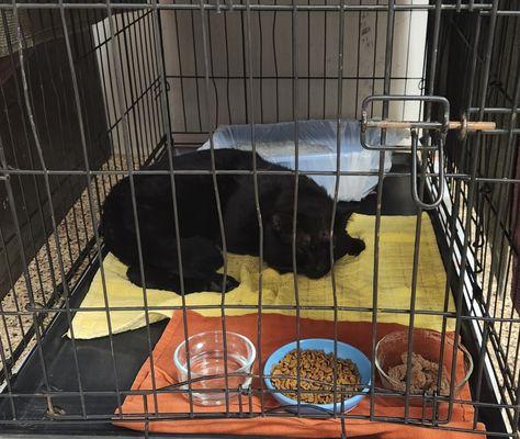 Haven Animal Hospital