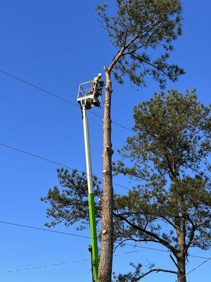 Solid Ground Tree & Property Services