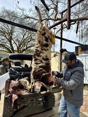 Mounts Unlimited Taxidermy