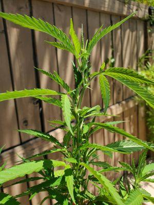 Male plant, 4 months later, no buds.