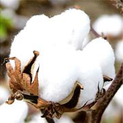 Little Bales of Cotton