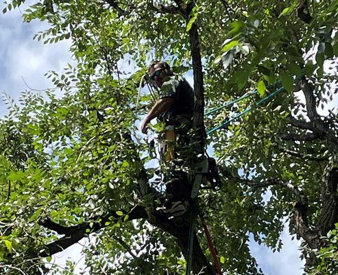 My Denver Tree Service