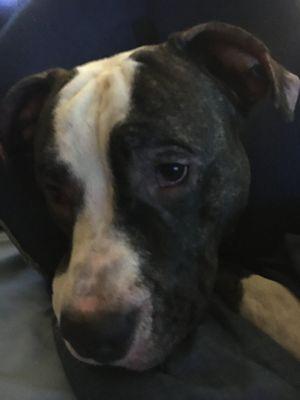 Benji’s Hair Eating Salon