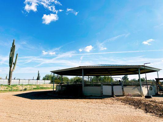 Bein Performance Horses