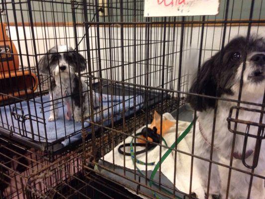 Kennel Club Grooming