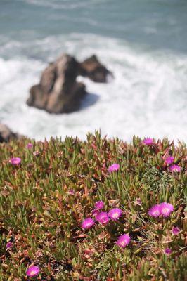 Bodega Bay Trailhead