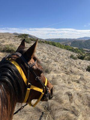 Point Reyes Arabian Adventures