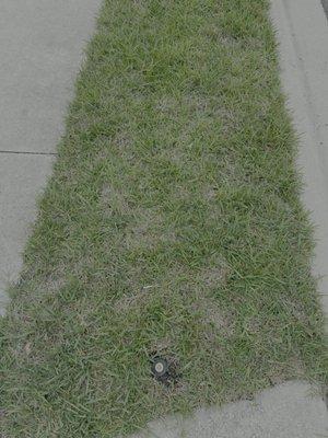 North Florida lawn & Pest