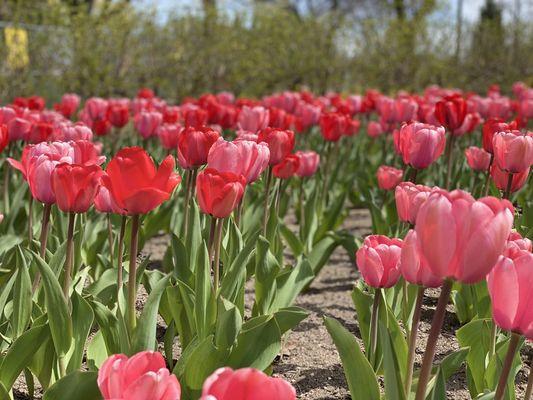 Forest Lawn Maintenance and Snow Removal